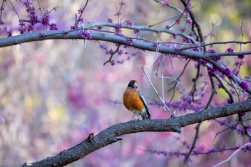 Robin bird on the branch of a tree with spring bloom.