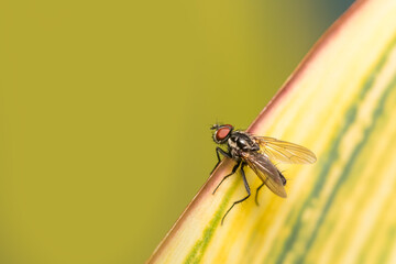Close up shot of small fly on a leaf