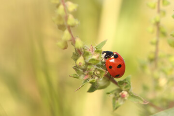Fototapeta premium Extreme close up shot of Lady bug on a plant branch
