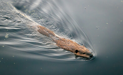 Beaver in the water © Tyler