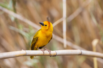 Taveta golden weaver, yellow bird close-up