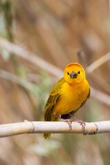 Taveta golden weaver, yellow bird close-up