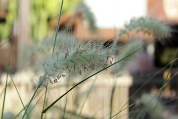 Soft grasses sway gently in Salou, Spain under a warm sun near rustic buildings