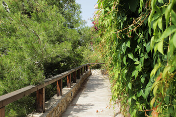 Beautiful pathway covered in greenery in Salou, Spain, perfect for a leisurely stroll among nature