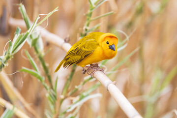 Taveta golden weaver, yellow bird close-up