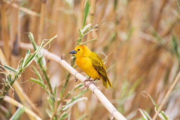 Taveta golden weaver, yellow bird close-up