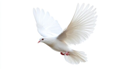 Obraz premium White Dove in Flight