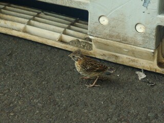 young chincol bird found in the floor