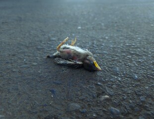 Death Small Bird 
