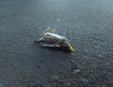 Death Small Bird "Chincol" Found in The Floor