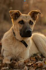 retrato de un perro bajo la luz del sol 