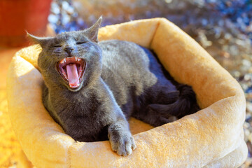 Playful gray cat enjoys relaxing moment, yawning happily while resting in its soft bed under sun.