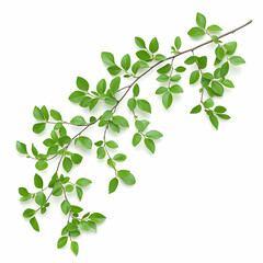 Fresh Green Branch with Leaves Isolated on White Background, green leaves, spring, summer, nature, plant