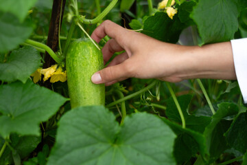 Photo of hands holding cucumbers on the tree.