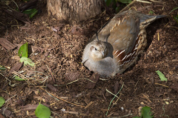 Common Quail resting on the ground