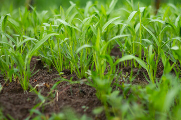 Obraz premium Photo of small water spinach plants.