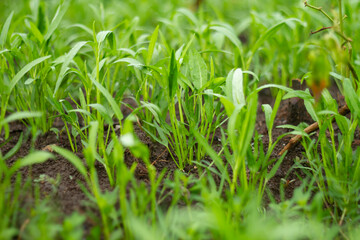 Photo of small water spinach plants.
