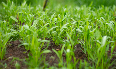 Photo of small water spinach plants.