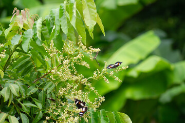 Photo of Common eggfly butterfly on longan flowers.