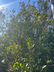 Sunlit greenery in a natural setting
