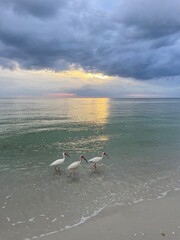 Tranquil beach scene with birds at sunset