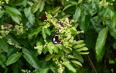 Obraz premium Photo of Common eggfly butterfly on longan flowers.