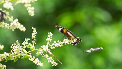 Photo of Common eggfly butterfly on longan flowers.