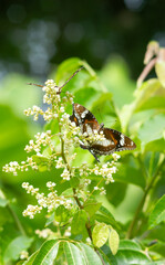 Photo of Common eggfly butterfly on longan flowers.