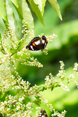 Photo of Common eggfly butterfly on longan flowers.