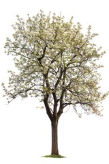 Fototapeta premium Blossoming tree with white flowers
