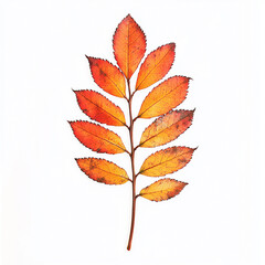 Naklejka premium autumn leaves isolated on white