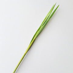fresh green onion 