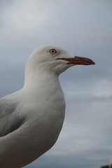 close up of a seagull