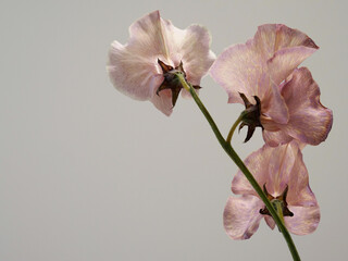 くすんだピンク色のスイートピーの花