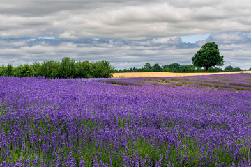 beautiful lavender farm  in Ontario Canada