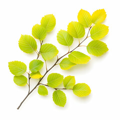Fototapeta premium Sprig of Lime Green Leaves on White Background, branch, yellow green, autumn leaves, fall leaves, foliage