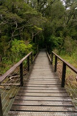 Wooden Hiking Path Leading Through a Serene Forest