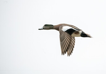 American Wigeon duck flying close against a plan white sky