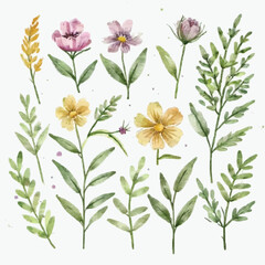 Set watercolor wild flowers  leaves and grass. Collection botanic garden elements. Vector isolated illustration in vintage style