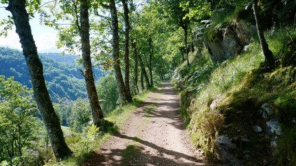 Obraz premium Serene forest path winding through lush greenery and sunlight.