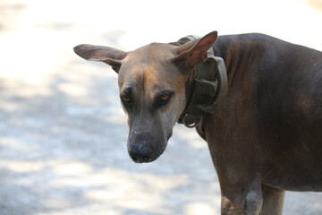 Thai Ridgeback dog in the park, Thailand. (Selective focus)