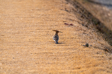 hoopoe bird on the dried lawn
