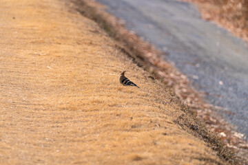 hoopoe bird on the dried lawn