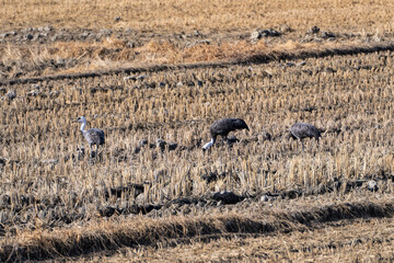 cranes feeding on the rice field in winter