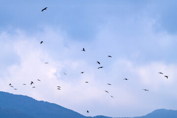 flock of black cranes flying in the cloudy sky