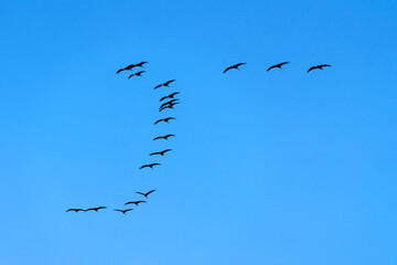 flock of black cranes flying in the blue sky