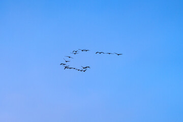 flock of black cranes flying in the blue sky