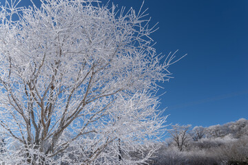 美しい霧氷の木々と青空