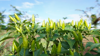 Fresh chilies grow abundantly in the garden