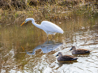 仲良しの鴨くんと鷺くん